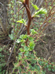 Ribes speciosum
