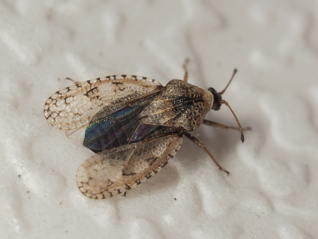 Dictyla nassata