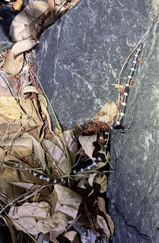 Eastern Bandy Bandy sighting