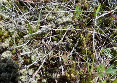 Muehlenbeckia ephedroides