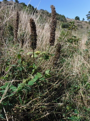Salvia densiflora