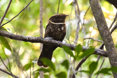 Rufous Nightjar photo 2