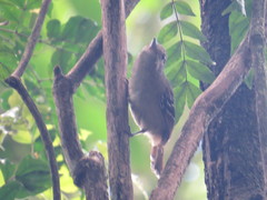 Thamnophilus ambiguus