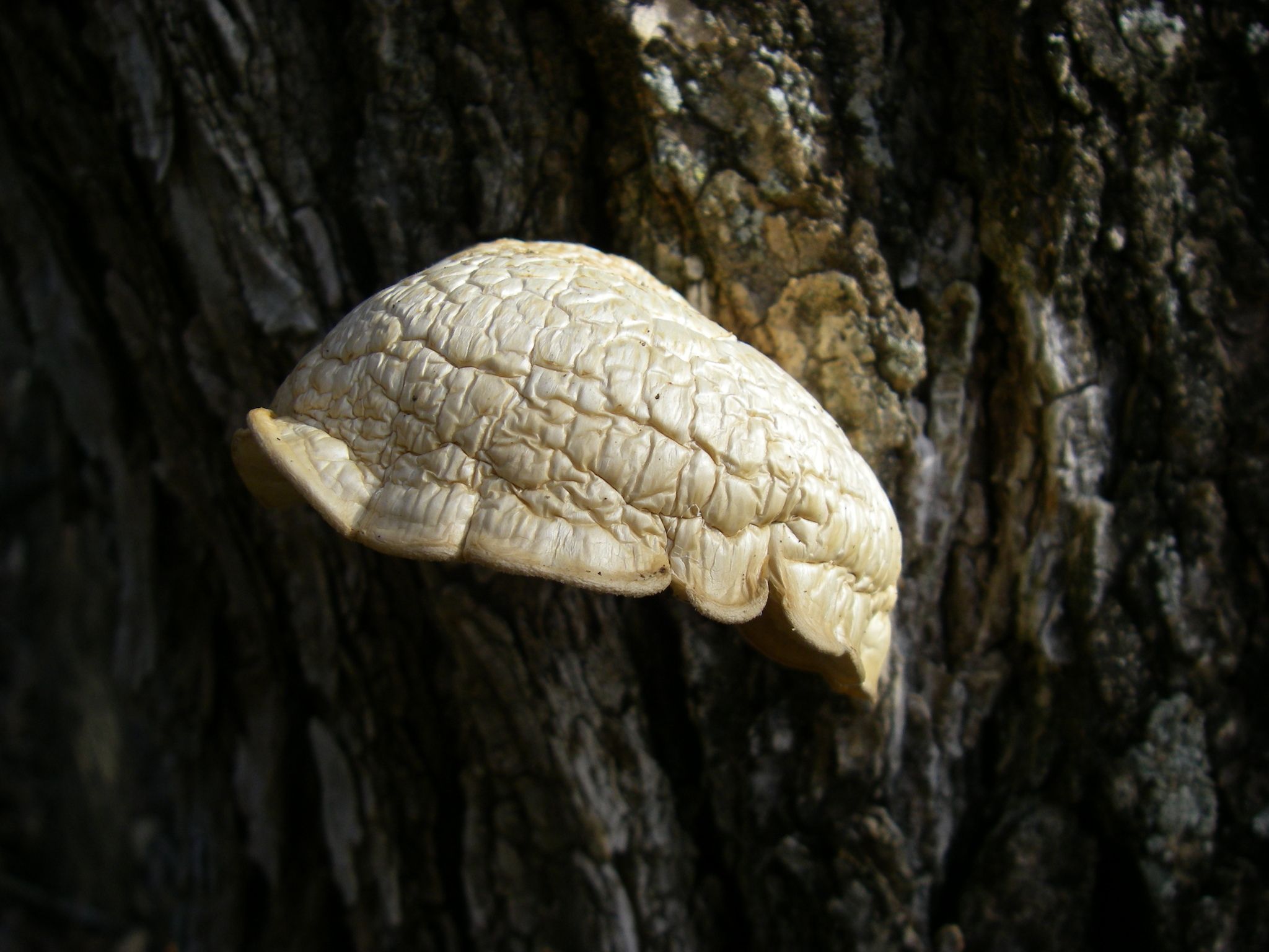 Hypsizygus ulmarius image