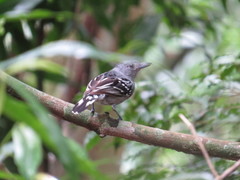 Thamnophilus ambiguus