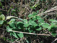 Salvia densiflora