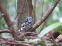 Thamnophilus ambiguus
