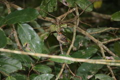 Thamnophilus ambiguus