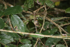 Thamnophilus ambiguus