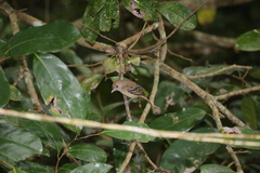 Thamnophilus ambiguus