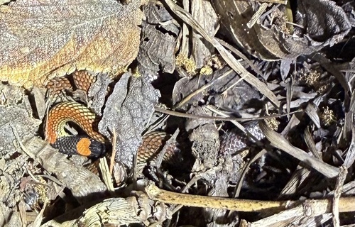Red-naped Snake sighting