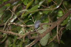 Thamnophilus ambiguus