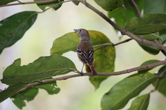 Thamnophilus ambiguus