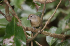 Thamnophilus ambiguus