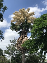 Corypha umbraculifera