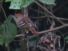 Thamnophilus ambiguus