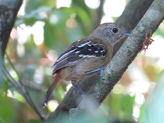 Thamnophilus ambiguus