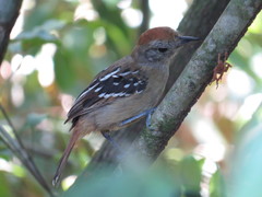 Thamnophilus ambiguus