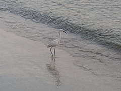 Egretta thula