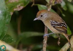 Thamnophilus ambiguus