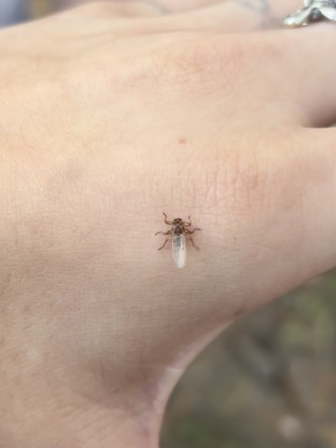 Unknown species found near Little Mexico Rd, Saylorsburg, PA, US