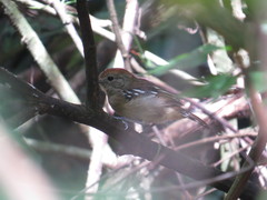 Thamnophilus ambiguus