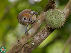 Thamnophilus ambiguus