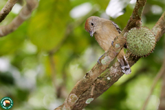 Thamnophilus ambiguus