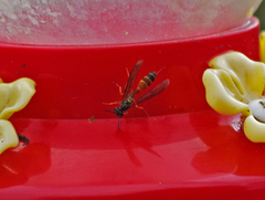 Angiopolybia