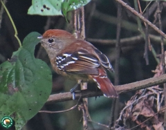 Thamnophilus ambiguus