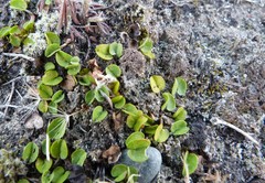 Dichondra brevifolia