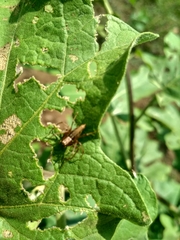 Oxyopes