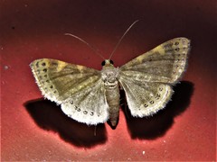 Aplogompha polymygmata