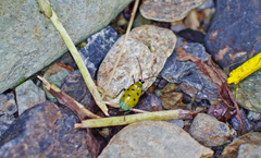 Diabrotica decempunctata