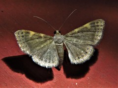 Aplogompha polymygmata