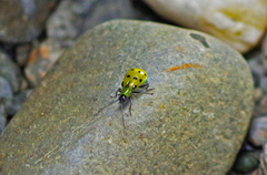 Diabrotica decempunctata