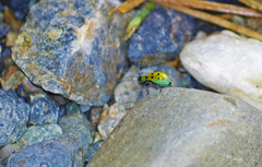 Diabrotica decempunctata