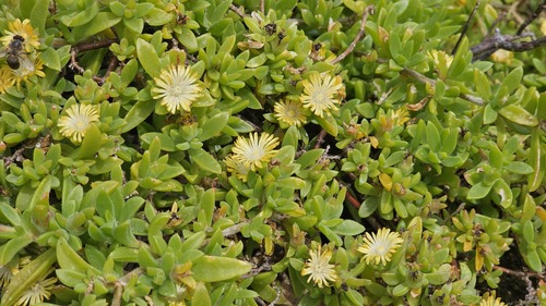 Delosperma rogersii