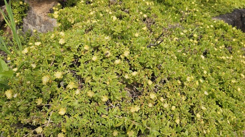 Delosperma rogersii, photograph 1