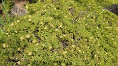 author not stated, no rights reserved Delosperma rogersii, photograph author not stated, no rights reserved