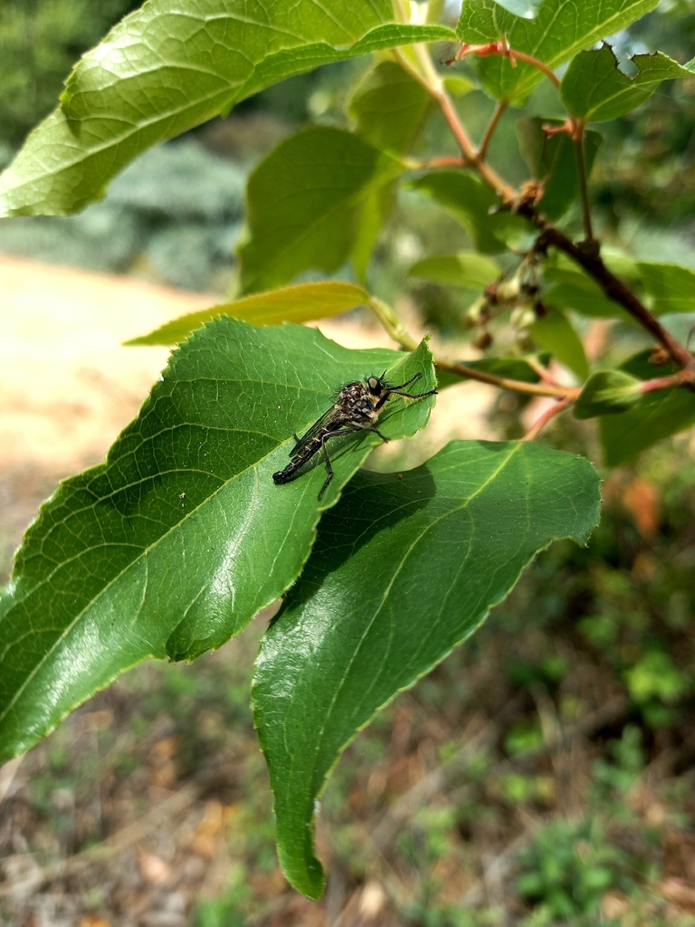 Stizolestes nigriventris