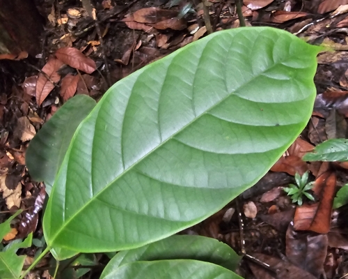Blumeodendron observed 2025-09-13