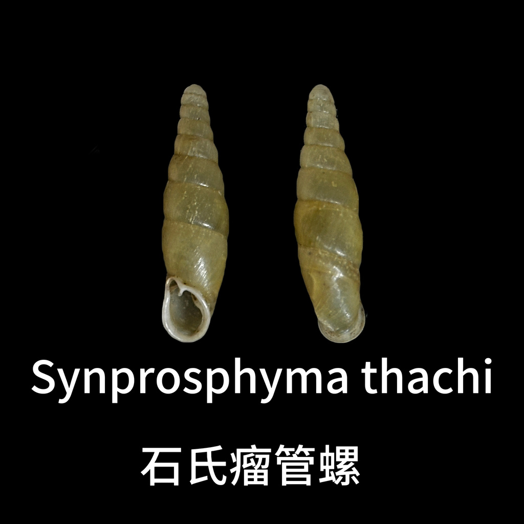 Synprosphyma thachi