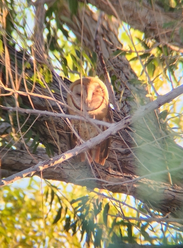 View observation of {o.common_name} on iNaturalist