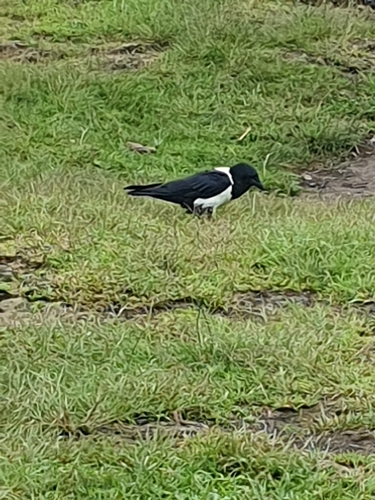 Pied Crow