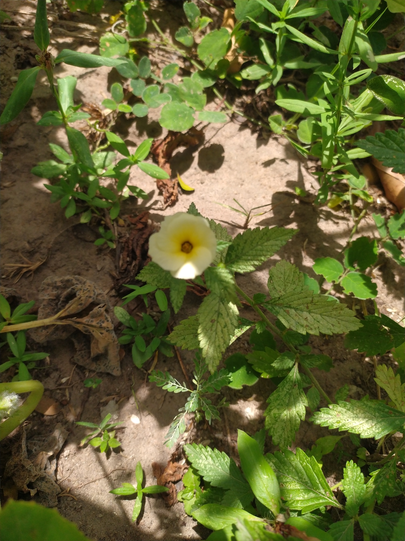 Turnera subulata