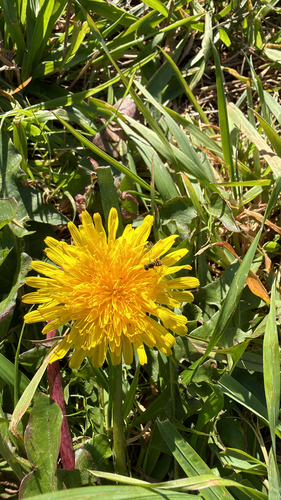Unknown species found near Bronx Park Rd, New York, NY, US