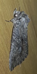 Crioa acronyctoides