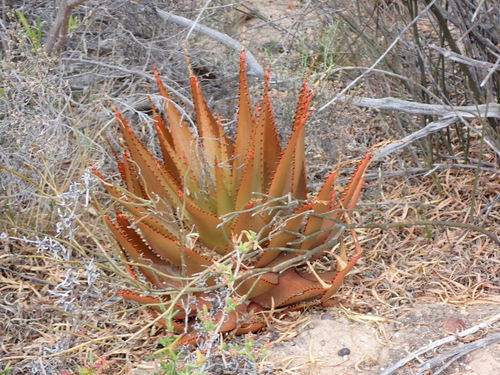 Aloe lineata, photograph 4