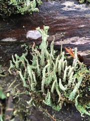 Cladonia transcendens